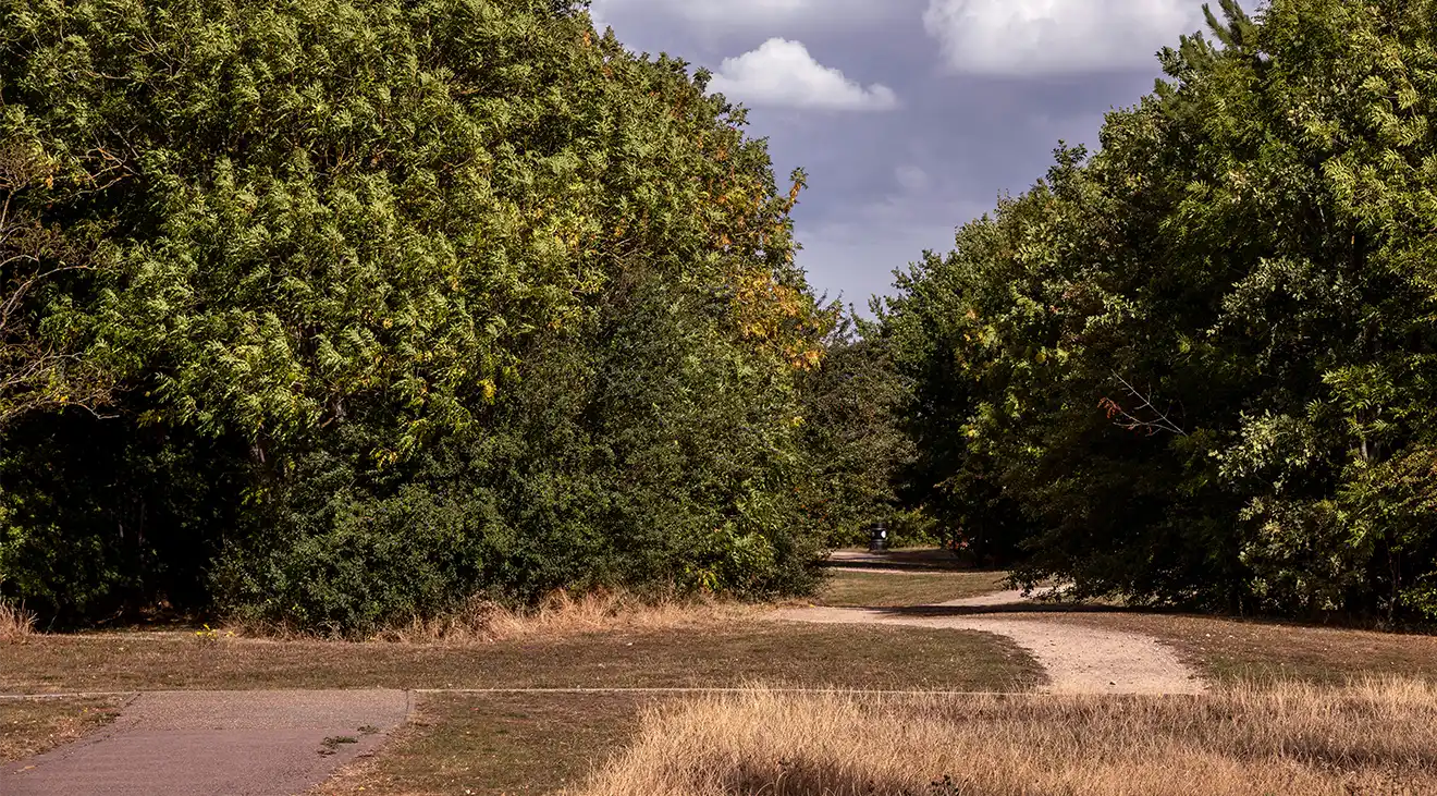 Parkland with mature trees